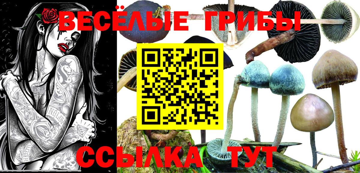 Галлюциногенные грибы Cubensis  Вичуга  Галлюциногенные грибы мицелий 